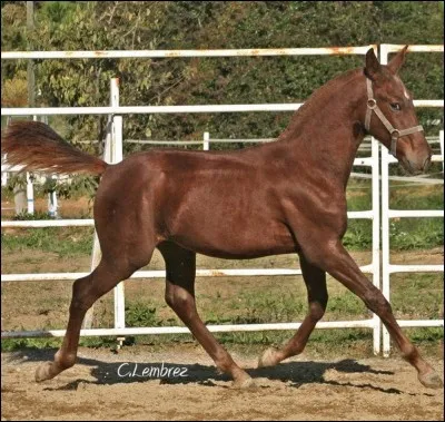 Cette robe s'appelle...