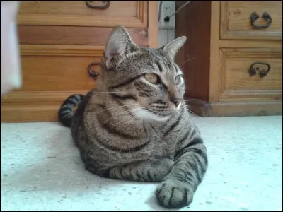 Quelle est cette race de chat ?