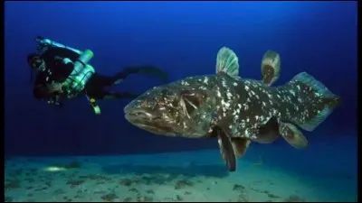 Les clacanthes existent toujours.