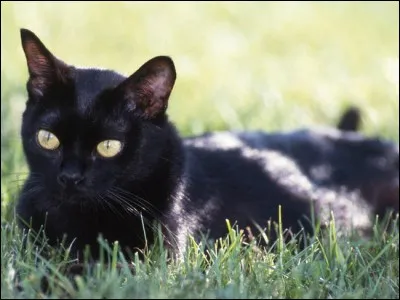 Quelle race de chats, relativement récente, est la seule à n'accepter que la couleur noire ?