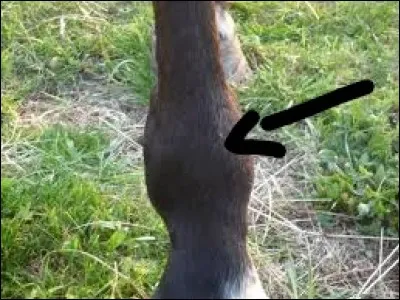 Quelle partie est identifiée sur la photo ?