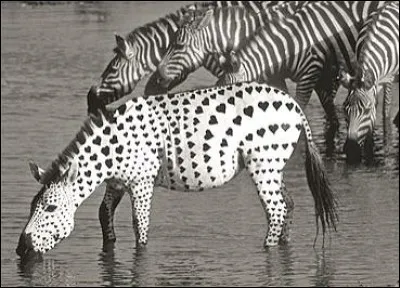 Entre le blanc et le noir, c'est...