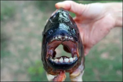 Quel est cet animal ?