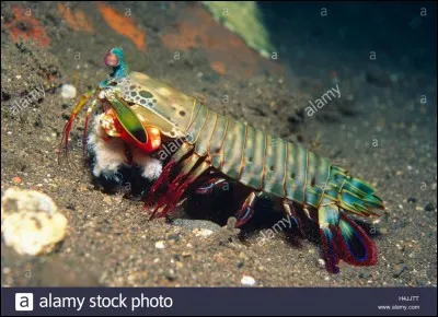 Quel est cet animal ?