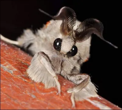 Quel est cet animal ?