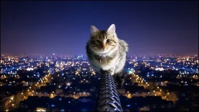 D'après un proverbe, "La nuit, tous les chats sont noirs".