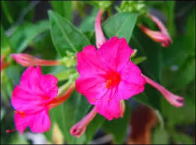 Nature - Sur l'image, vous pouvez voir "La Belle de nuit".