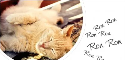 Pourquoi les chats ronronnent ?