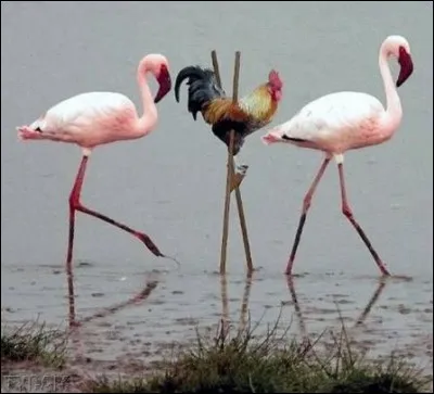 Pourquoi les flamants sont roses ?