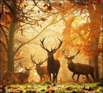 Cette poésie commence ainsi : Salut ! bois couronné d'un reste de verdure ! - Feuillage jaunissant sur les gazons épars ... Quel en est l'auteur ?