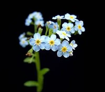 Grec ancien - On a baptisé cette plante en raison de la forme de ses feuilles. Comment peut-on traduire "myosotis" ?