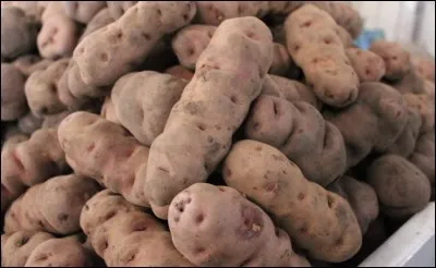 Combien de variétés de pommes de terre compte le Pérou ?
