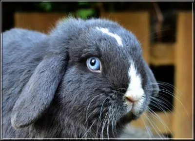 Quelle est la couleur des yeux la plus courante chez le lapin ?