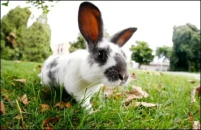 Un lapin peut-il vivre en appartement ?