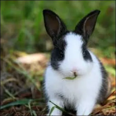 Les lapins doivent obligatoirement avoir un acc&egrave;s &agrave; l'ext&eacute;rieur.