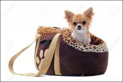 Les chihuahuas sont-ils tous des chiens d'appartement, de mode, à mettre dans des sacs et considérés comme des objets ?