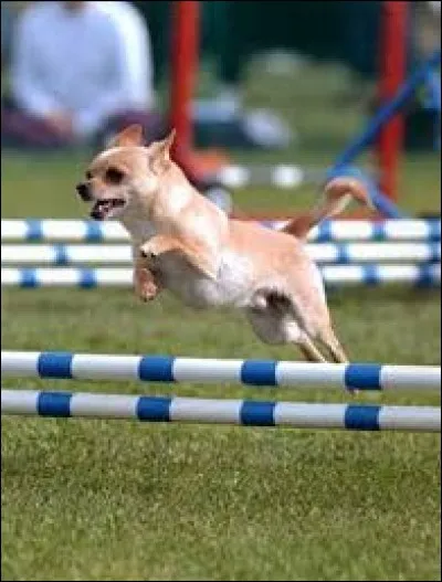 Malgré sa taille, penses-tu que le chihuahua sait sauter ?