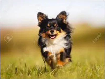 Combien de temps, en moyenne, le chihuahua sait-il marcher ?