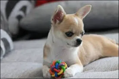 Le chihuahua a-t-il un comportement agressif envers les étrangers ?