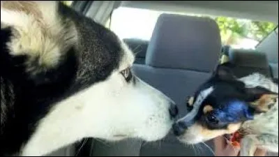 Les chihuahuas sont-ils méchants avec les autres chiens ?