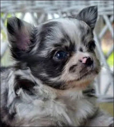 Quel est le prix moyen d'un chihuahua ?