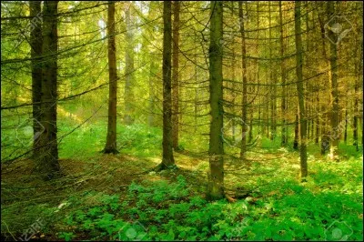 Quel était le pourcentage de recouvrement de l'île par les forêts avant l'arrivée de l'Homme ?