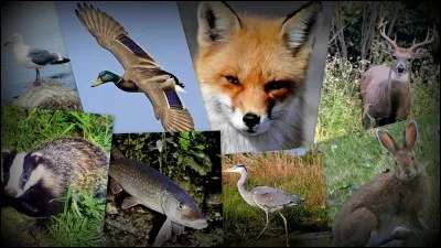 Partie 5 : faune et flore. 
Avant l'arrivée de l'Homme sur l'île, combien de mammifères non marins vivaient sur l'île ?