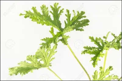 Quelle est cette plante aromatique ?