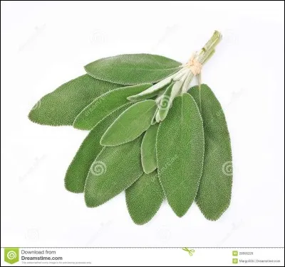 Quelle est la plante aromatique ayant les feuilles comme celles ci-dessus ?