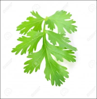 Quelle est cette plante aromatique ?