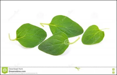 Quelle est cette plante aromatique ?