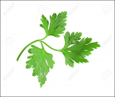 Quelle est cette plante aromatique ?