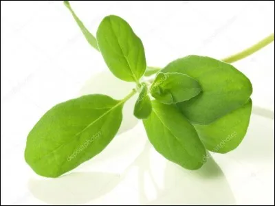 Quelle est cette plante aromatique ?