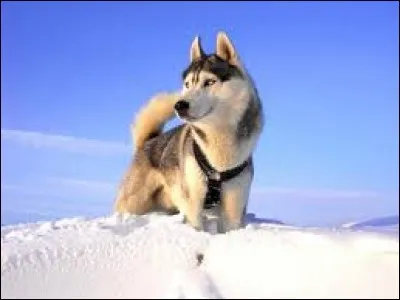 Il peut vivre en appartement