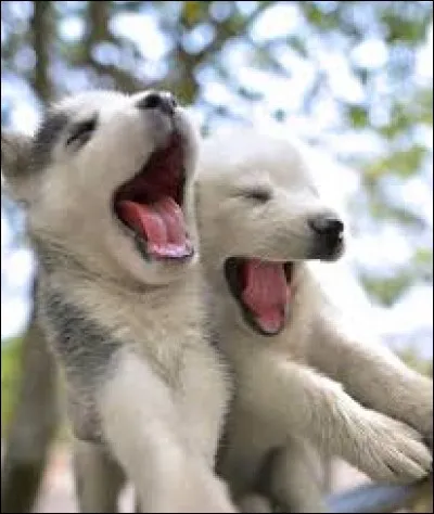 De quelle couleur sont les yeux du husky après la naissance ? (Ils sont aveugle à la naissance)