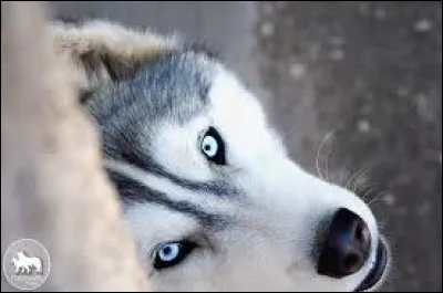 Quelle couleur d'œil est la plus courante chez les huskys ? Le