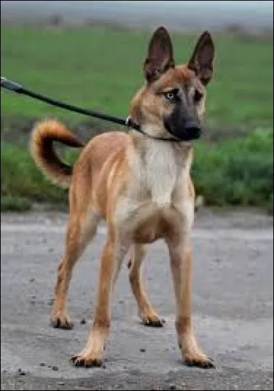 Sur cette photo, avec quelle autre race est-il croisé ?
