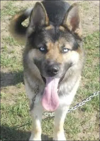 Sur cette photo, avec quelle autre race est-il croisé ?