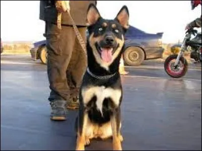 Sur cette photo, avec quelle autre race est croisé le husky ?