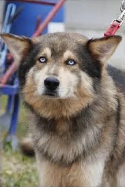 Sur la photo, ce chien est issu du croisement...