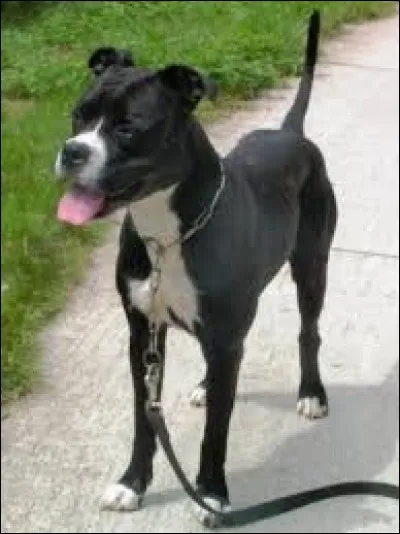 Sur la photo, ce chien est issu du croisement suivant.