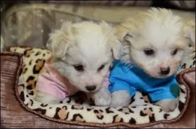 Sur la photo, ces chiens sont issus du croisement suivant.