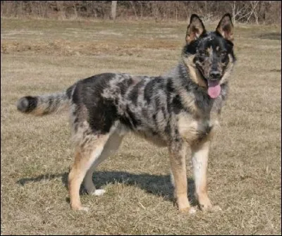 Sur la photo, ce chien est issu du croisement suivant.