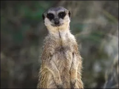 Au moindre danger, que font les suricates pour que toute la tribu puisse fuir ?