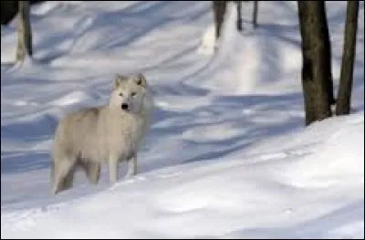 Quelle est la température la plus basse qu'un loup arctique est capable de supporter ?