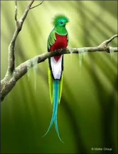 Que représente ce magnifique oiseau ci-dessus appelé quetzal ?