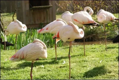 Pourquoi les flamants roses dorment-ils sur une seule patte ?