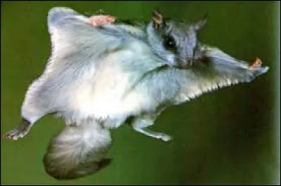 Quel est le nom de l'espèce d'écureuil qui est appelée "volante" ?