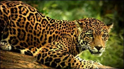 De quelle façon le jaguar mange-t-il les tortues ?