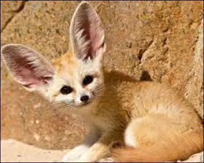 Pourquoi le fennec a-t-il de si grandes oreilles ?